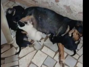 Cachorro raça SRD-ViraLata idade 7 a 11 meses nome sem nomes doa mae e filhotes 