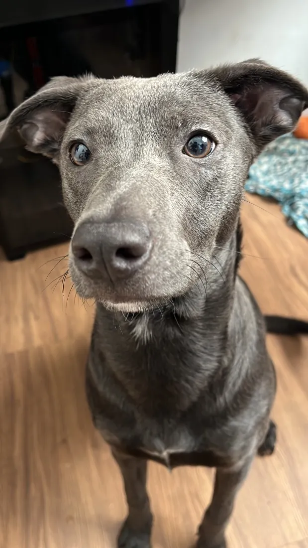 Cachorro raça SRD-ViraLata idade 7 a 11 meses nome Cacau