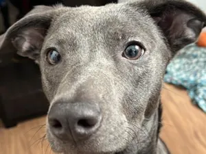 Cachorro raça SRD-ViraLata idade 7 a 11 meses nome Cacau