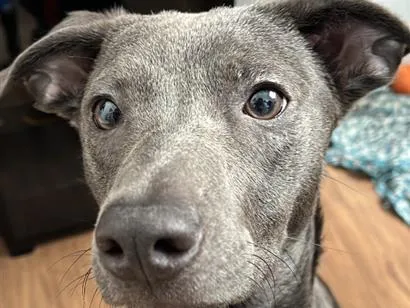 Cachorro raça SRD-ViraLata idade 7 a 11 meses nome Cacau