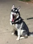 Lúpus 