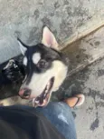 Lúpus 