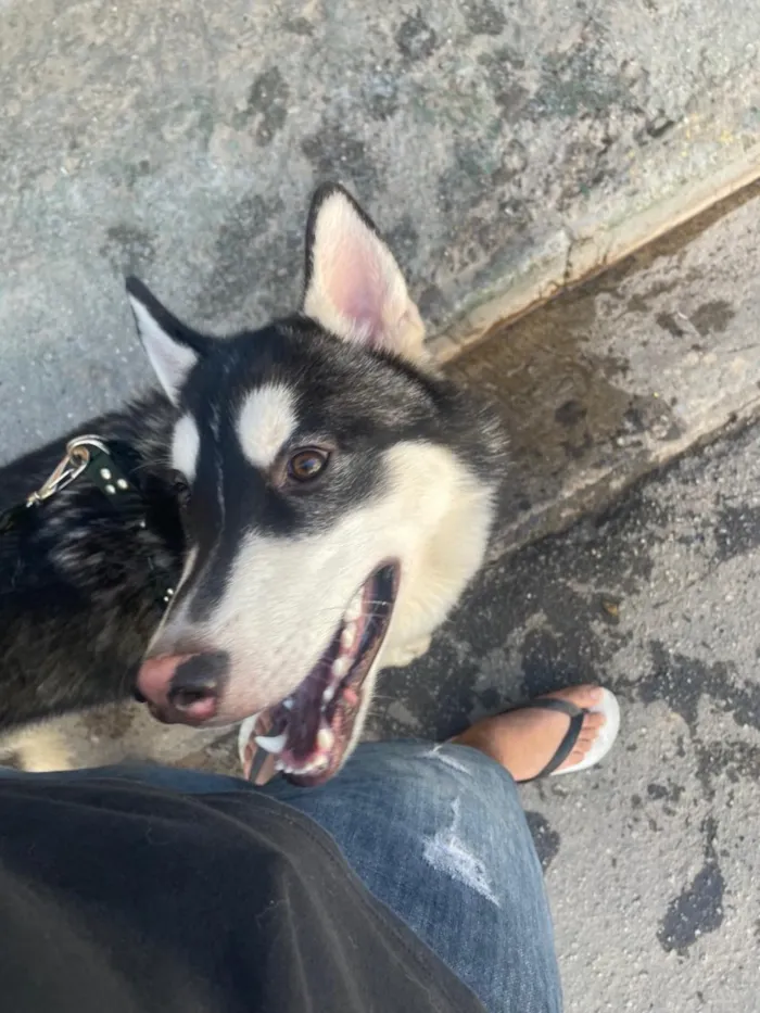 Cachorro raça Perdigueiro idade 1 ano nome Lúpus 