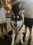 Lúpus 