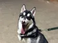 Lúpus 