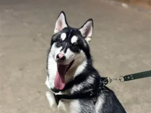 Cachorro raça Perdigueiro idade 1 ano nome Lúpus 