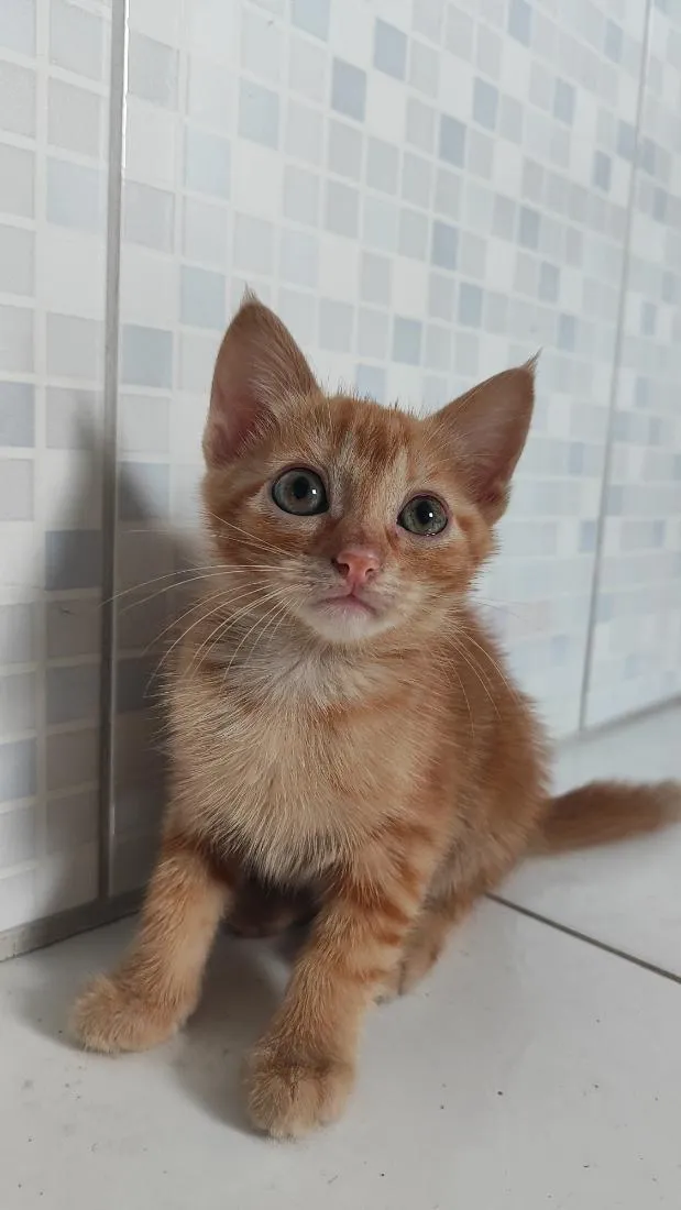 Gato raça SRD-ViraLata idade 2 a 6 meses nome Manga