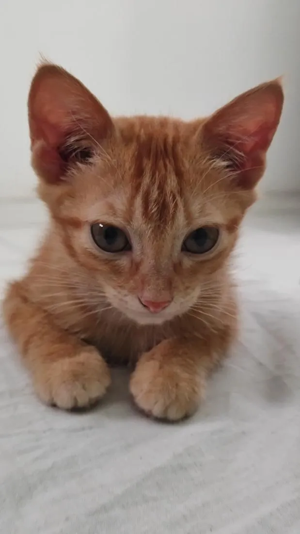 Gato raça SRD-ViraLata idade 2 a 6 meses nome Manga