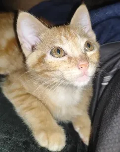 Gato raça SRD-ViraLata idade 2 a 6 meses nome Manga