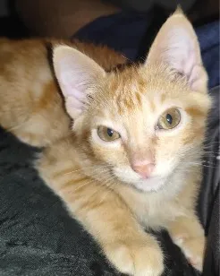 Gato raça SRD-ViraLata idade 2 a 6 meses nome Manga