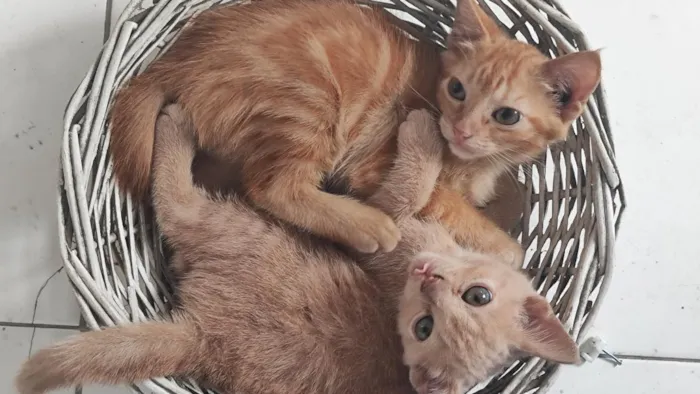 Gato raça SRD-ViraLata idade 2 a 6 meses nome Manga
