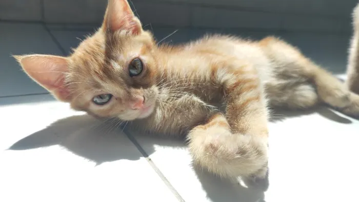 Gato raça SRD-ViraLata idade 2 a 6 meses nome Manga