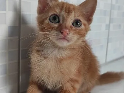 Gato raça SRD-ViraLata idade 2 a 6 meses nome Manga