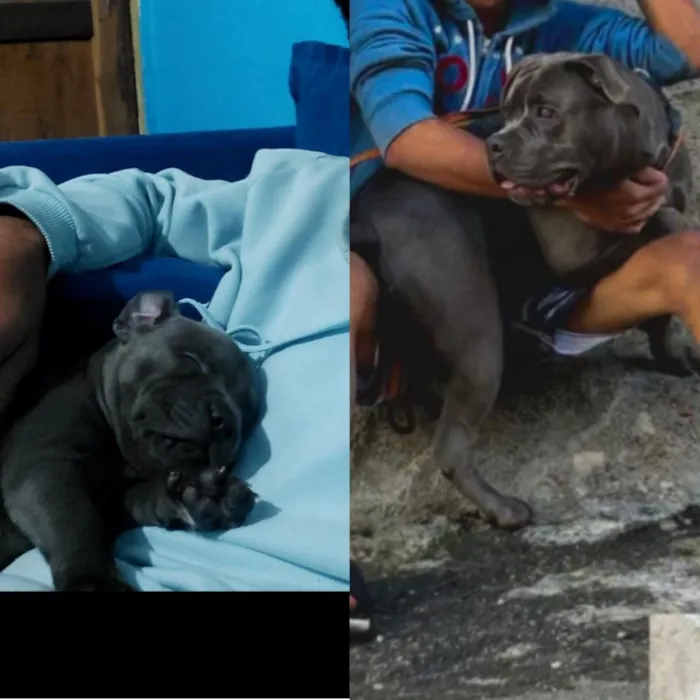 Cachorro raça Pit-Bull idade 2 anos nome Thor 