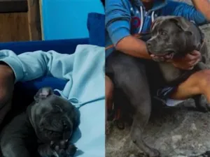 Cachorro raça Pit-Bull idade 2 anos nome Thor 
