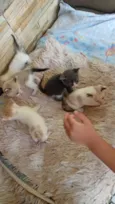Gatinhos filhotes 