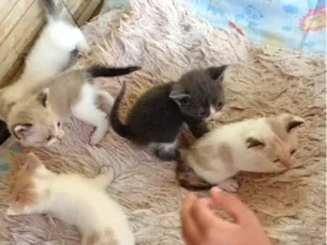 Gato raça SRD-ViraLata idade Abaixo de 2 meses nome Gatinhos filhotes 