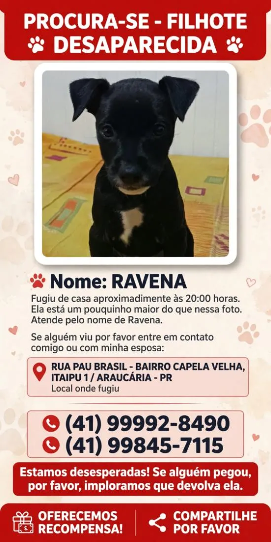 Cachorro raça SRD-ViraLata idade 2 a 6 meses nome Ravena