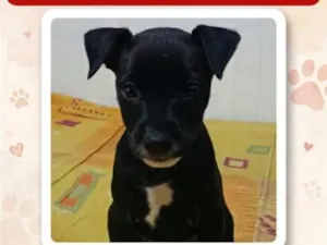 Cachorro raça SRD-ViraLata idade 2 a 6 meses nome Ravena