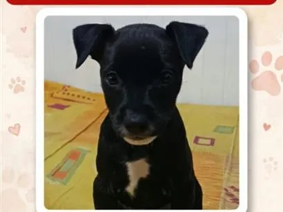 Cachorro raça SRD-ViraLata idade 2 a 6 meses nome Ravena