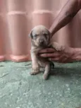 filhote de cachorro