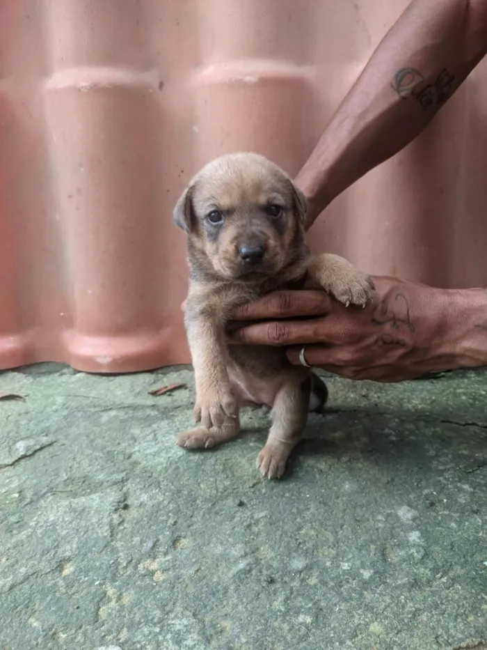 Cachorro raça SRD-ViraLata idade Abaixo de 2 meses nome filhote de cachorro