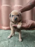 filhote de cachorro