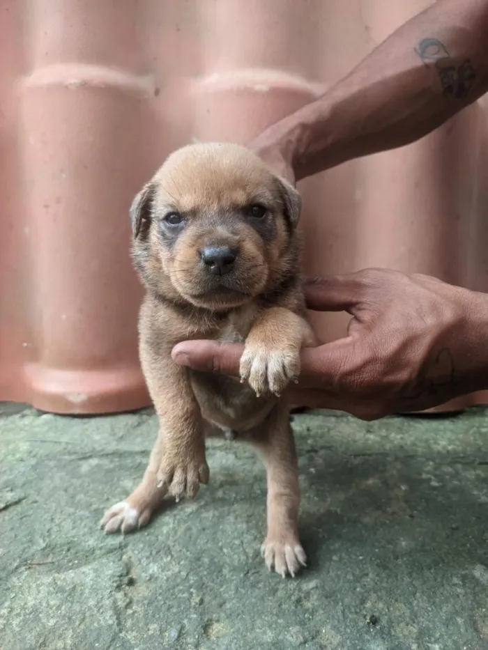 Cachorro raça SRD-ViraLata idade Abaixo de 2 meses nome filhote de cachorro