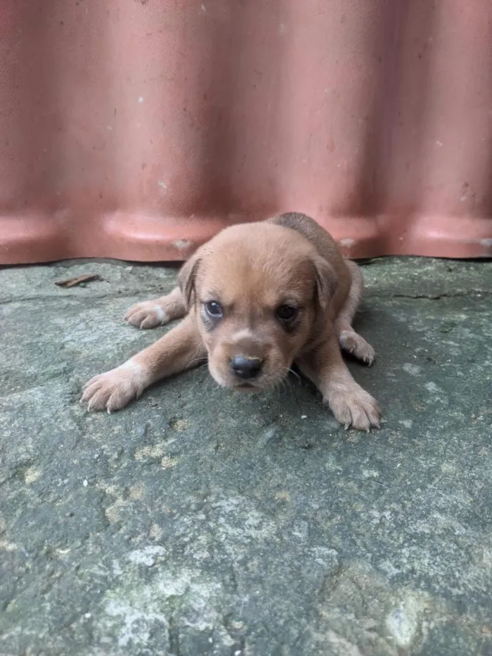Cachorro raça SRD-ViraLata idade Abaixo de 2 meses nome filhote de cachorro