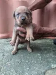 filhote de cachorro