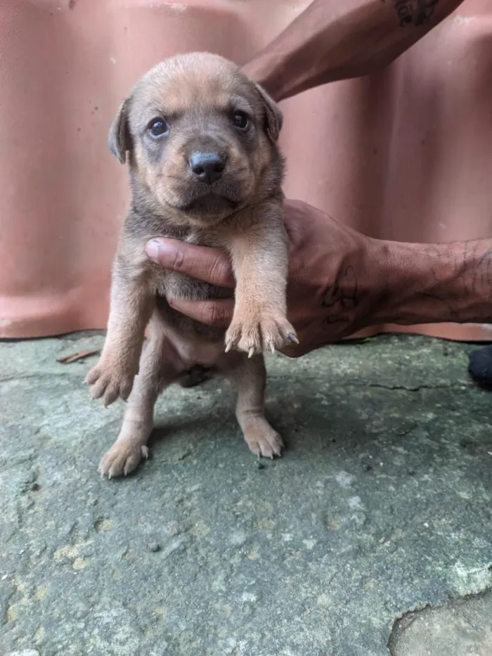 Cachorro raça SRD-ViraLata idade Abaixo de 2 meses nome filhote de cachorro