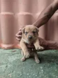 filhote de cachorro