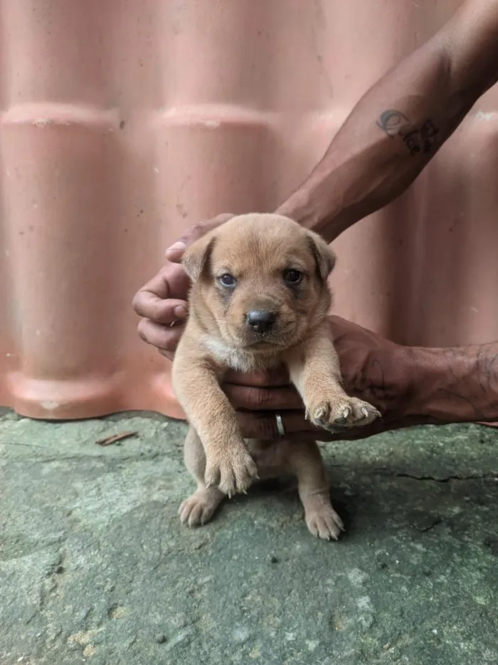 Cachorro raça SRD-ViraLata idade Abaixo de 2 meses nome filhote de cachorro
