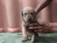 filhote de cachorro