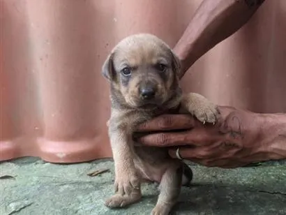 Cachorro raça SRD-ViraLata idade Abaixo de 2 meses nome filhote de cachorro