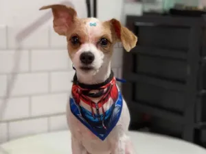 Cachorro raça SRD-ViraLata idade 3 anos nome Duque