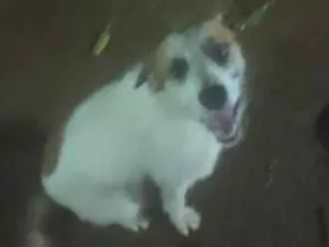 Cachorro raça SRD-ViraLata idade 2 a 6 meses nome Chambinho