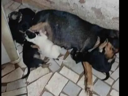 Cachorro raça SRD-ViraLata idade 7 a 11 meses nome sem nomes doa mae e filhotes 