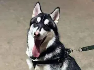 Cachorro raça Perdigueiro idade 1 ano nome Lúpus 