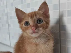 Gato raça SRD-ViraLata idade 2 a 6 meses nome Manga
