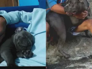 Cachorro raça Pit-Bull idade 2 anos nome Thor 