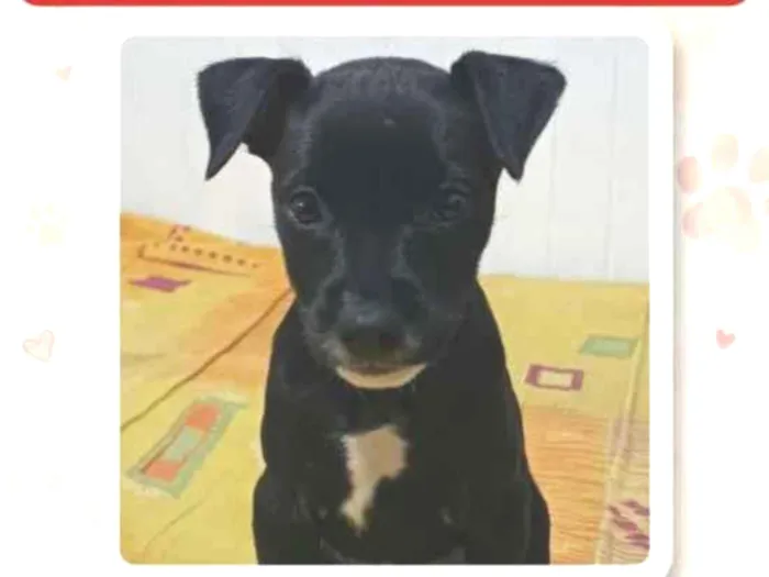 Cachorro raça SRD-ViraLata idade 2 a 6 meses nome Ravena