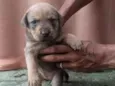 filhote de cachorro