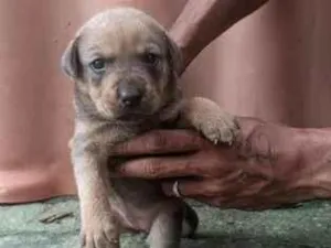 Cachorro raça SRD-ViraLata idade Abaixo de 2 meses nome filhote de cachorro