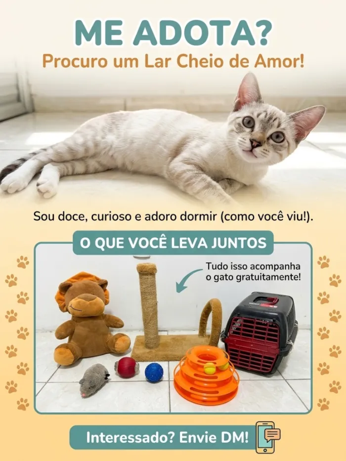 Gato raça SRD-ViraLata idade 2 a 6 meses nome Zeus