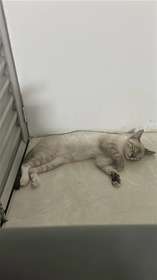Gato raça SRD-ViraLata idade 2 a 6 meses nome Zeus