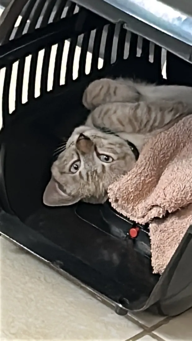 Gato raça SRD-ViraLata idade 2 a 6 meses nome Zeus