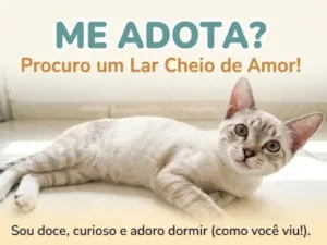 Gato raça SRD-ViraLata idade 2 a 6 meses nome Zeus