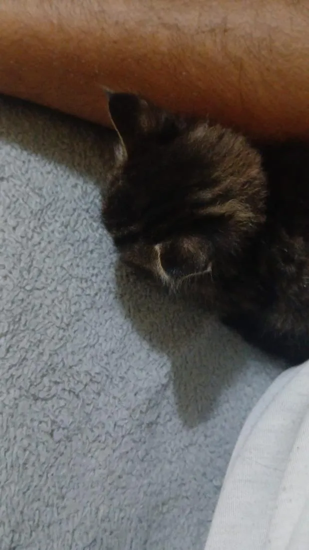 Gato raça SRD-ViraLata idade Abaixo de 2 meses nome Salomón