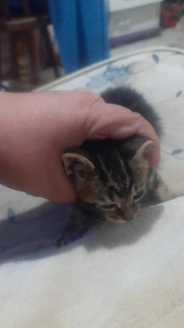 Gato raça SRD-ViraLata idade Abaixo de 2 meses nome Salomón